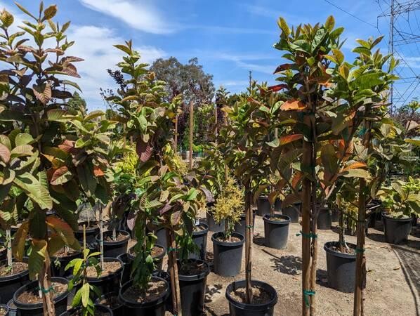 guava-trees-big-1