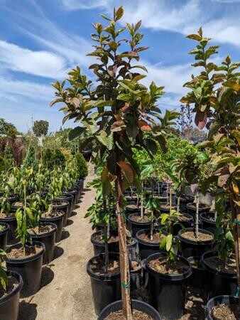 guava-trees-big-0