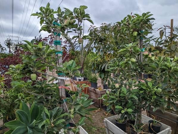 apple-tree-big-4