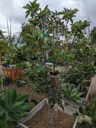 apple-tree-big-3