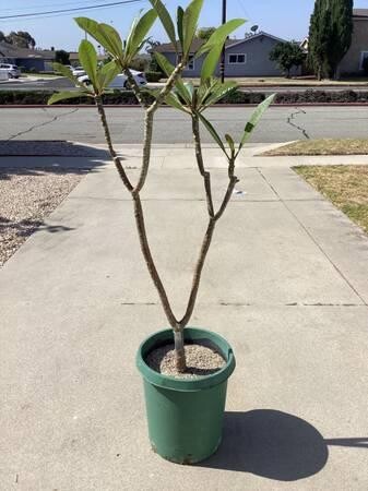 plumeria-5-foot-tree-big-10