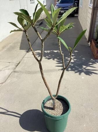 plumeria-5-foot-tree-big-7