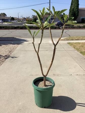 plumeria-5-foot-tree-big-6