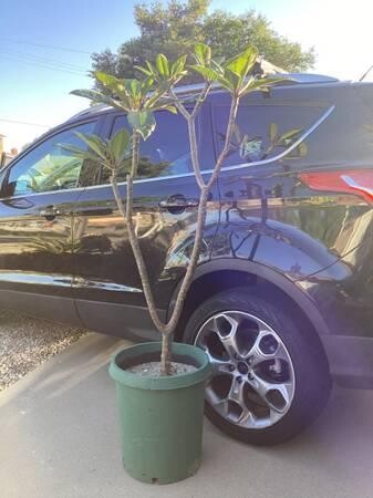 plumeria-5-foot-tree-big-4