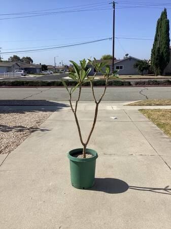 plumeria-5-foot-tree-big-3