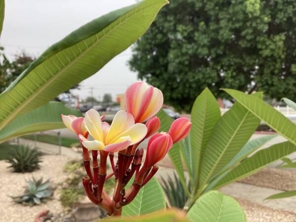 plumeria-5-foot-tree-big-2