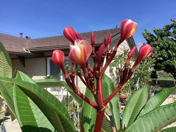 plumeria-5-foot-tree-big-1