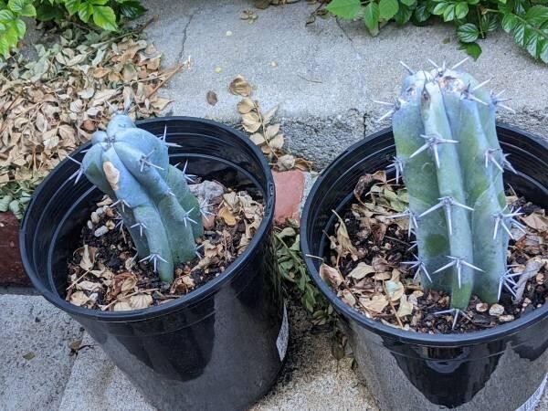 cacti-blue-myrtle-cabbage-rose-agaves-apple-cactus-big-6