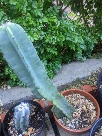 cacti-blue-myrtle-cabbage-rose-agaves-apple-cactus-big-2