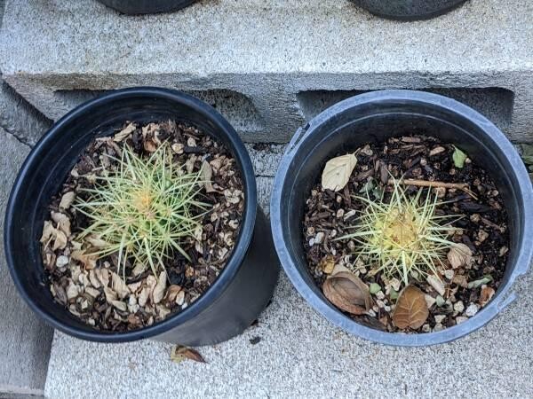 cacti-blue-myrtle-cabbage-rose-agaves-apple-cactus-big-1