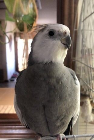 please-help-find-my-lost-cockatiel-big-1