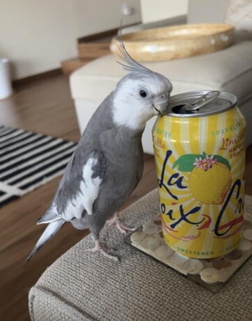 please-help-find-my-lost-cockatiel-big-0