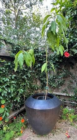 hass-avocado-tree-5-incl-pot-5-gallon-big-0