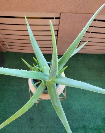 large-life-aloe-vera-plant-ceramic-pot-indoor-outdoor-succulents-big-8