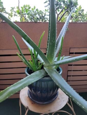large-life-aloe-vera-plant-ceramic-pot-indoor-outdoor-succulents-big-7