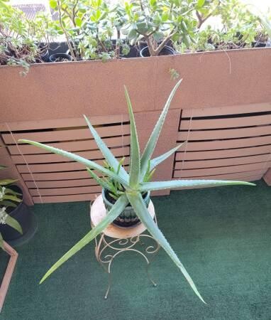 large-life-aloe-vera-plant-ceramic-pot-indoor-outdoor-succulents-big-6