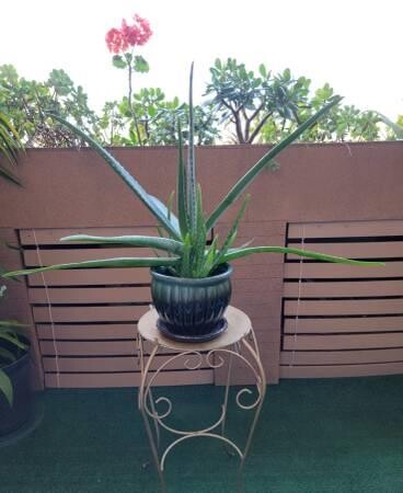 large-life-aloe-vera-plant-ceramic-pot-indoor-outdoor-succulents-big-5