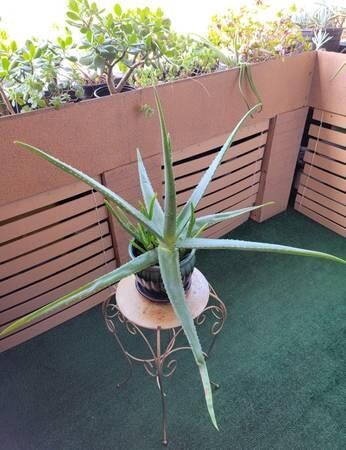large-life-aloe-vera-plant-ceramic-pot-indoor-outdoor-succulents-big-4