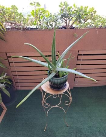large-life-aloe-vera-plant-ceramic-pot-indoor-outdoor-succulents-big-2