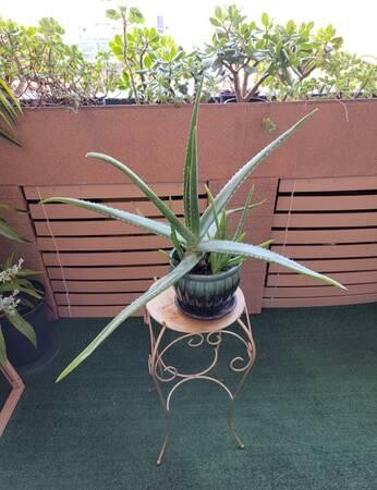large-life-aloe-vera-plant-ceramic-pot-indoor-outdoor-succulents-big-1