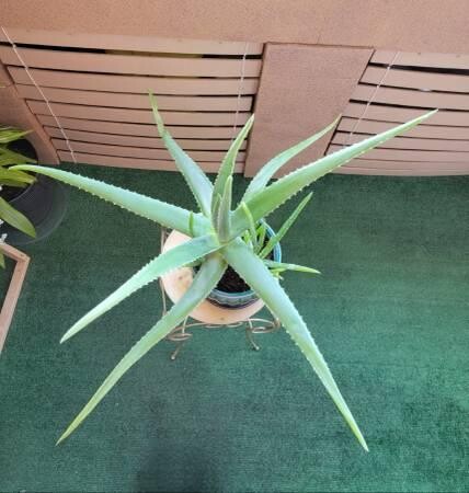 large-life-aloe-vera-plant-ceramic-pot-indoor-outdoor-succulents-big-0