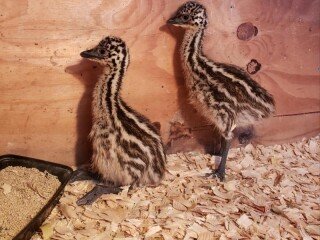 blonde-and-standard-brown-emu-chicks-for-sale