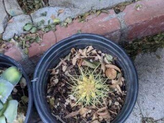 cacti-blue-myrtle-cabbage-rose-agaves-apple-cactus