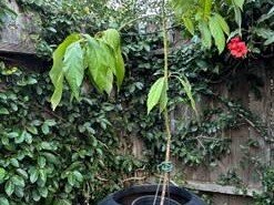 hass-avocado-tree-5-incl-pot-5-gallon
